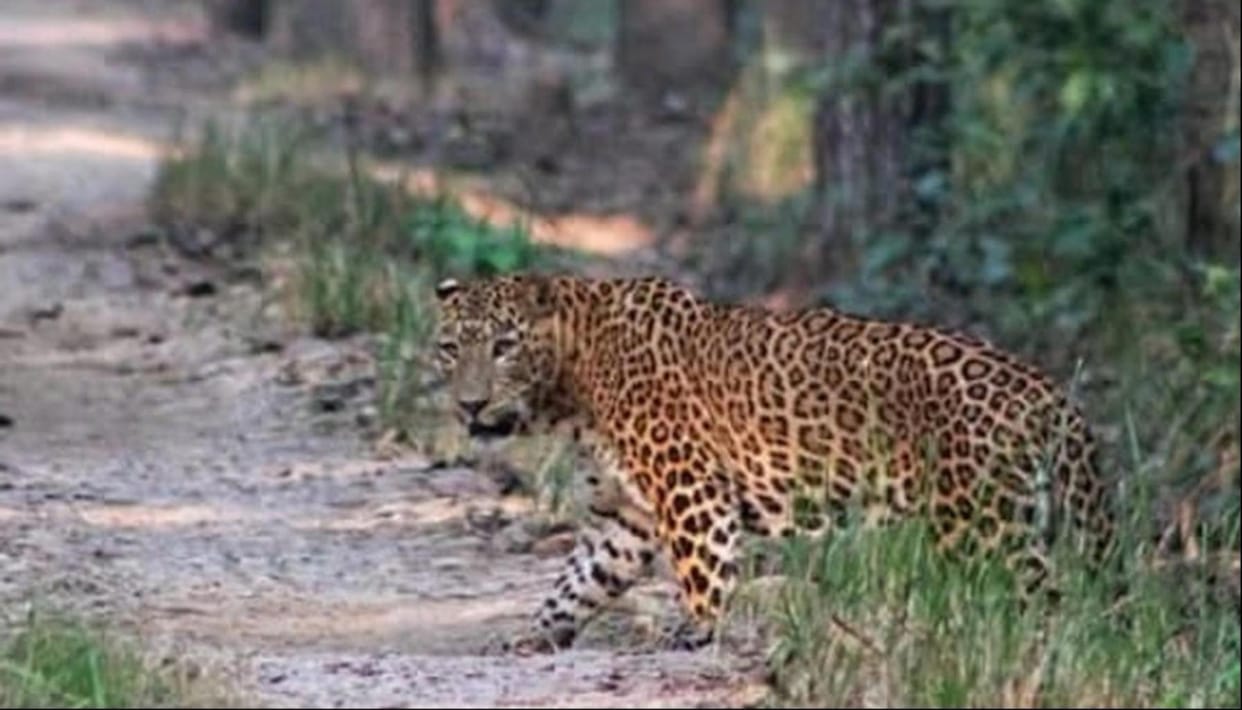 Leopard spotted in Nishangada range, tourists thrilled