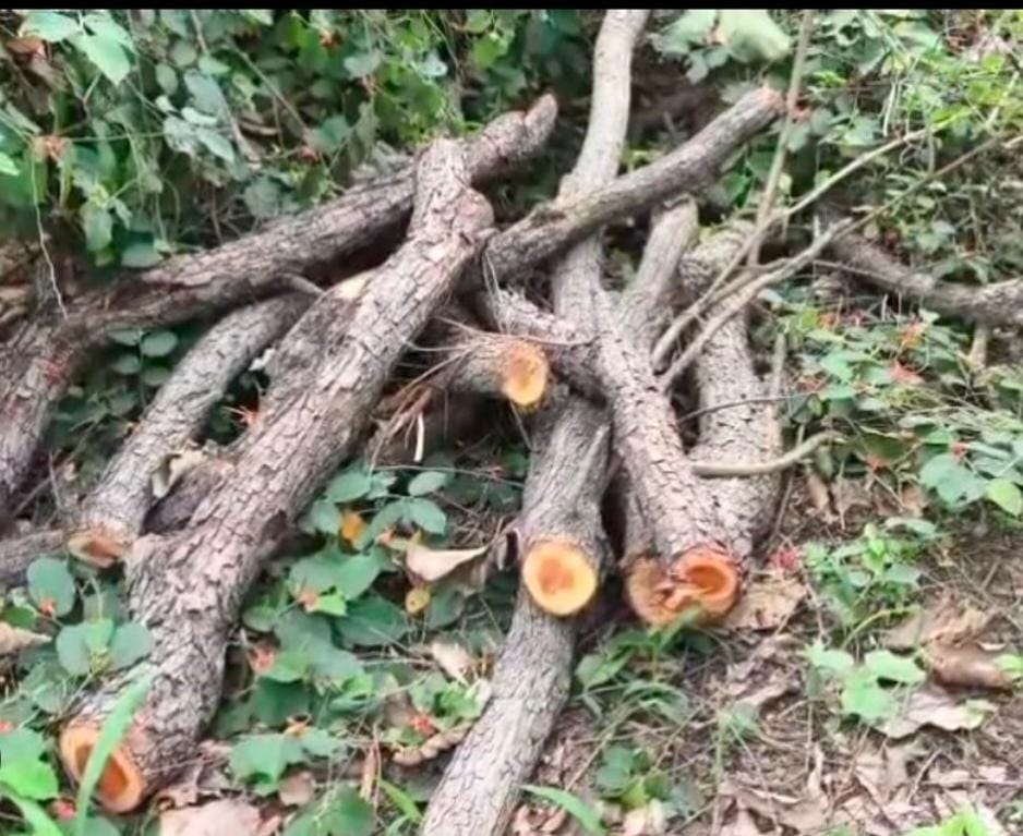 Smugglers cut nine Khair trees in Mohand range, service of three watchers terminated
