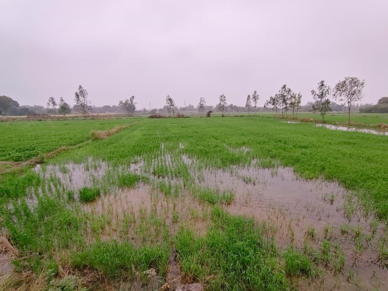 50 bigha crops submerged due to minor overflowing