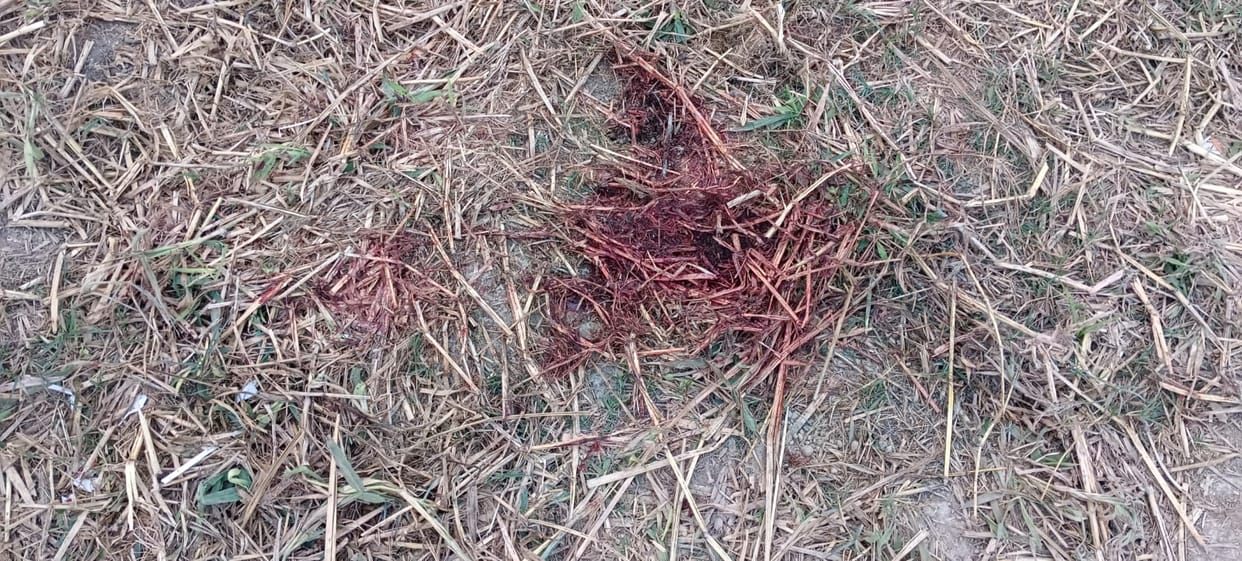 Woman found murdered with bricks crushing her face and head; body found half-naked