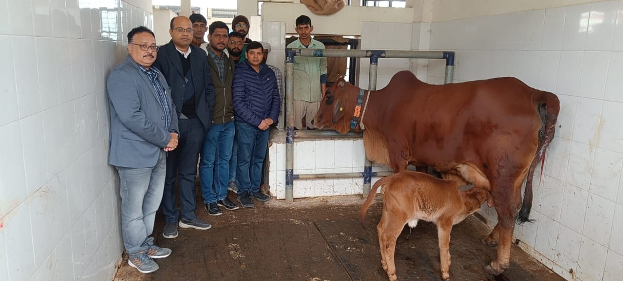 Sixth Sahiwal calf born through surrogacy