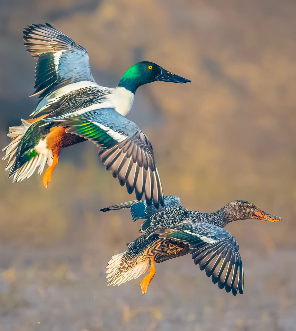 Shovelers camp in Chambal to escape the snowfall.