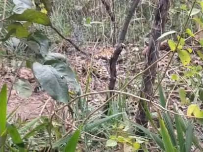 Narsinghpur News: Viral video reveals leopard died a painful death after being caught in a snare.