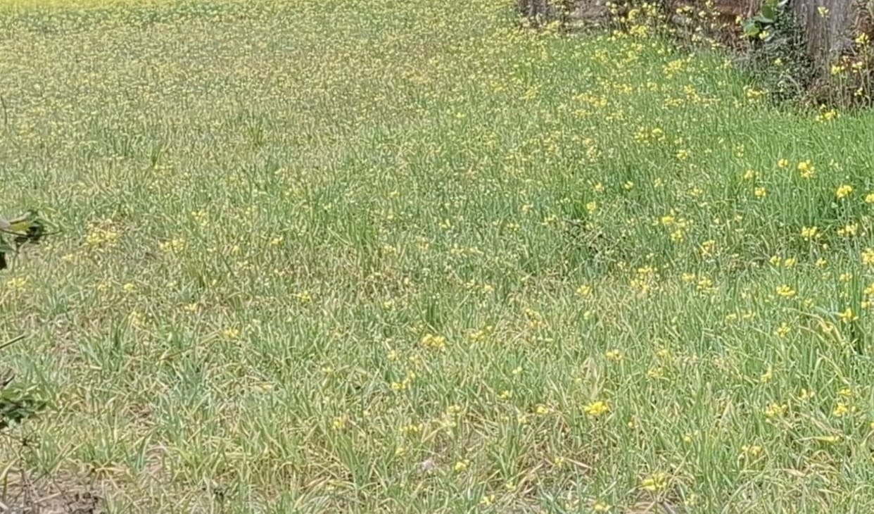 The wheat started turning yellow as soon as it emerged from the ground.