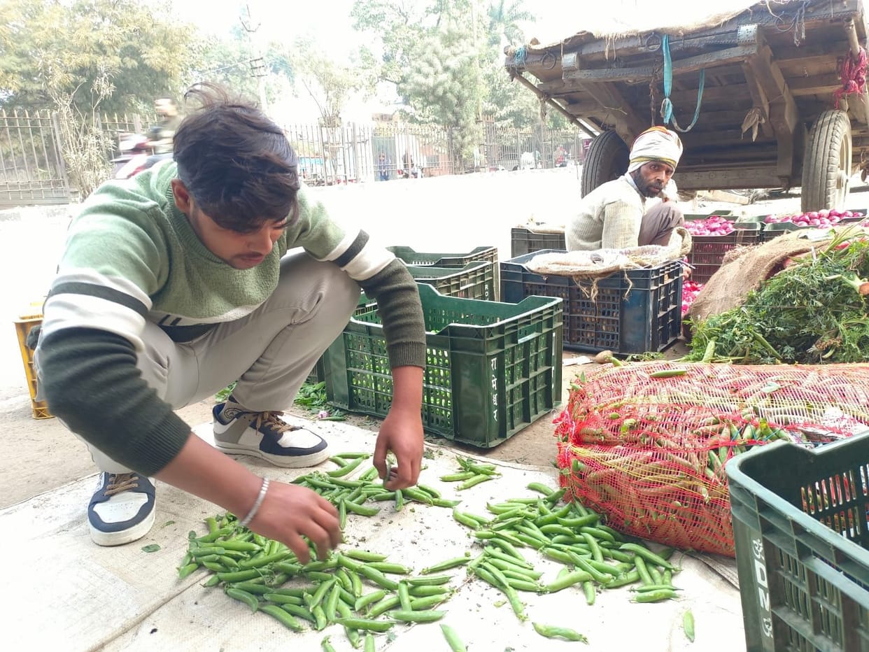 City dwellers are enjoying peas from Punjab and Uttar Pradesh.