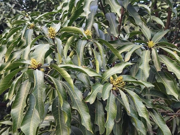 Premature flowering has increased the concern of gardeners