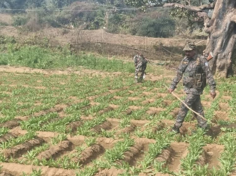 Jharkhand News: दो एकड़ में लहलहाती फसल पुलिस ने बर्बाद की, सोशल मीडिया पर भी डाला; क्यों हुई यह कार्रवाई