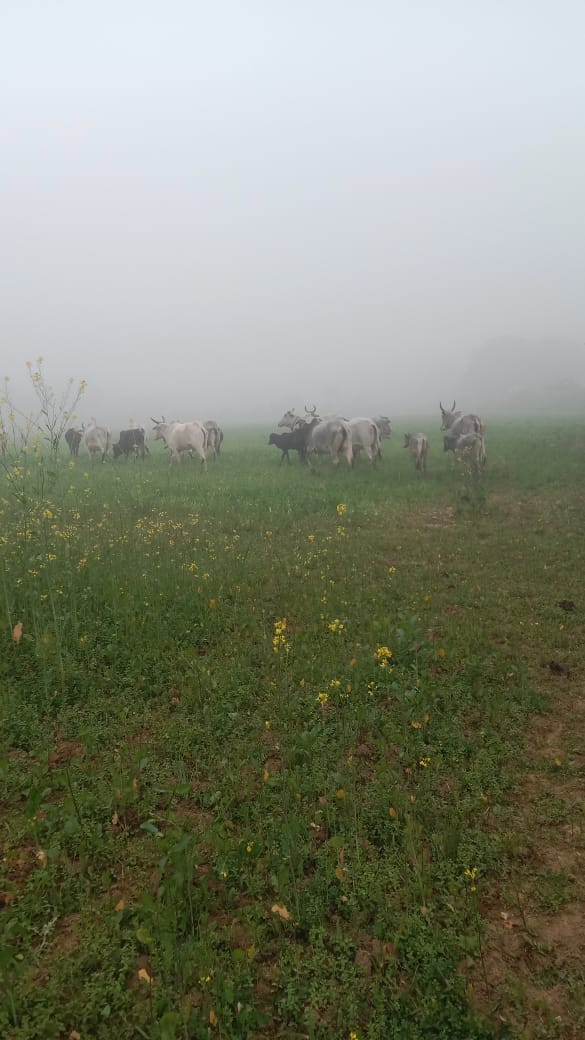 Stray cattle devoured the crops on 20 bighas of land; farmers locked them up in a cowshed.