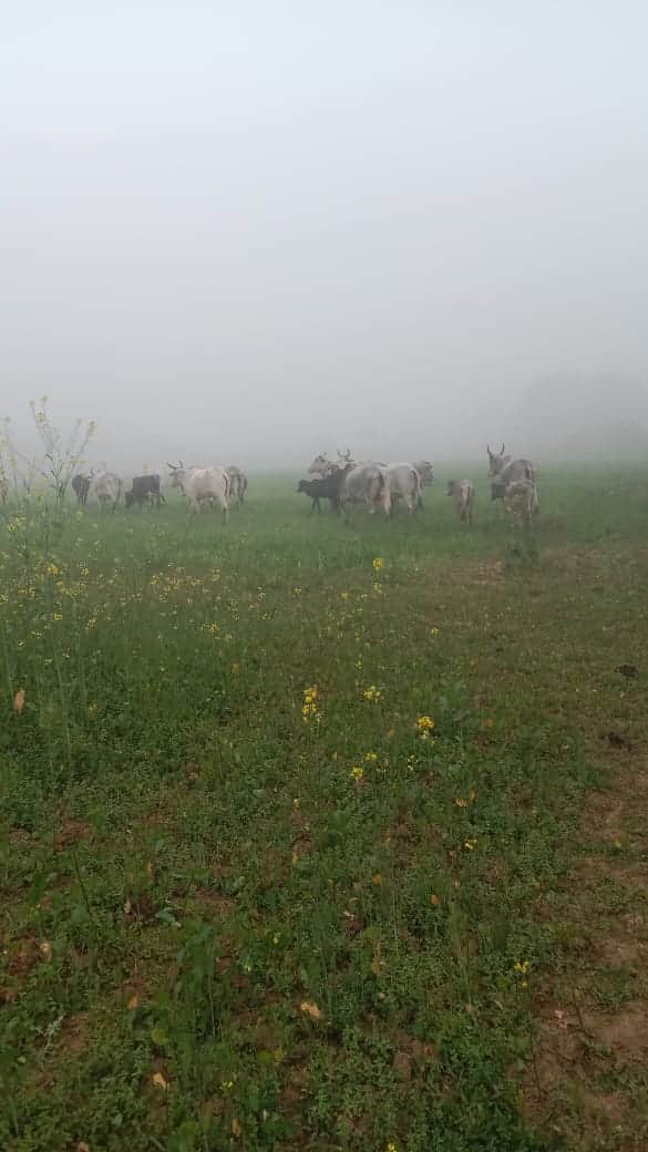 फोटो - 04 खेतों में फसल को नष्ट करते गोवंश। स्रोत किसान