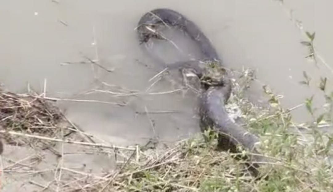 Bihar News huge python was found in the Ganges River in Vaishali Hajipur news bihar news hindi news