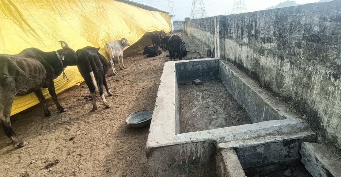 Indications of collusion with the caretaker were found during the investigation; a pickup vehicle and cattle were recovered, and the CCTV cameras were switched off and the memory card was missing.