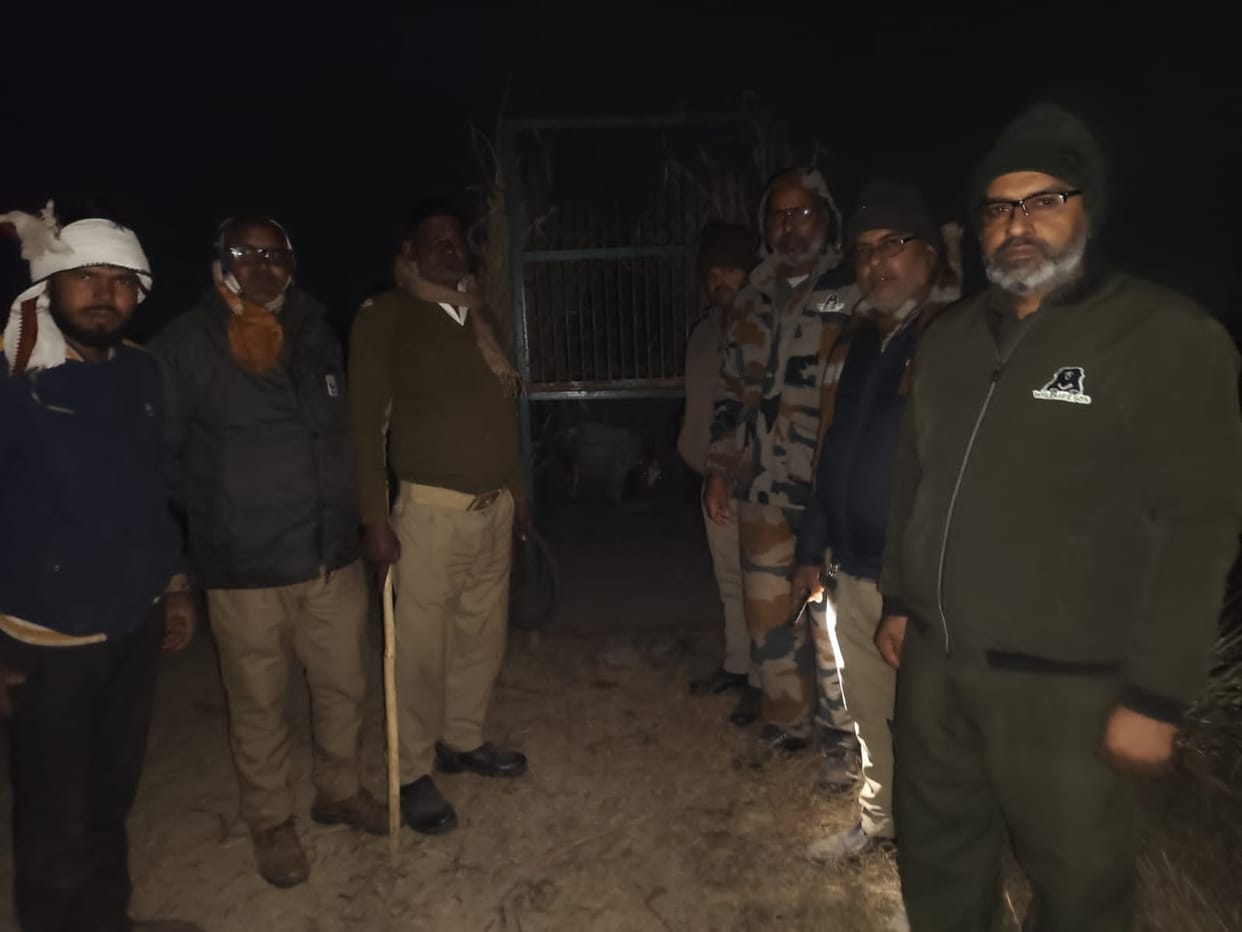 The leopard was lured by keeping a goat in a cage overnight, but it did not come.