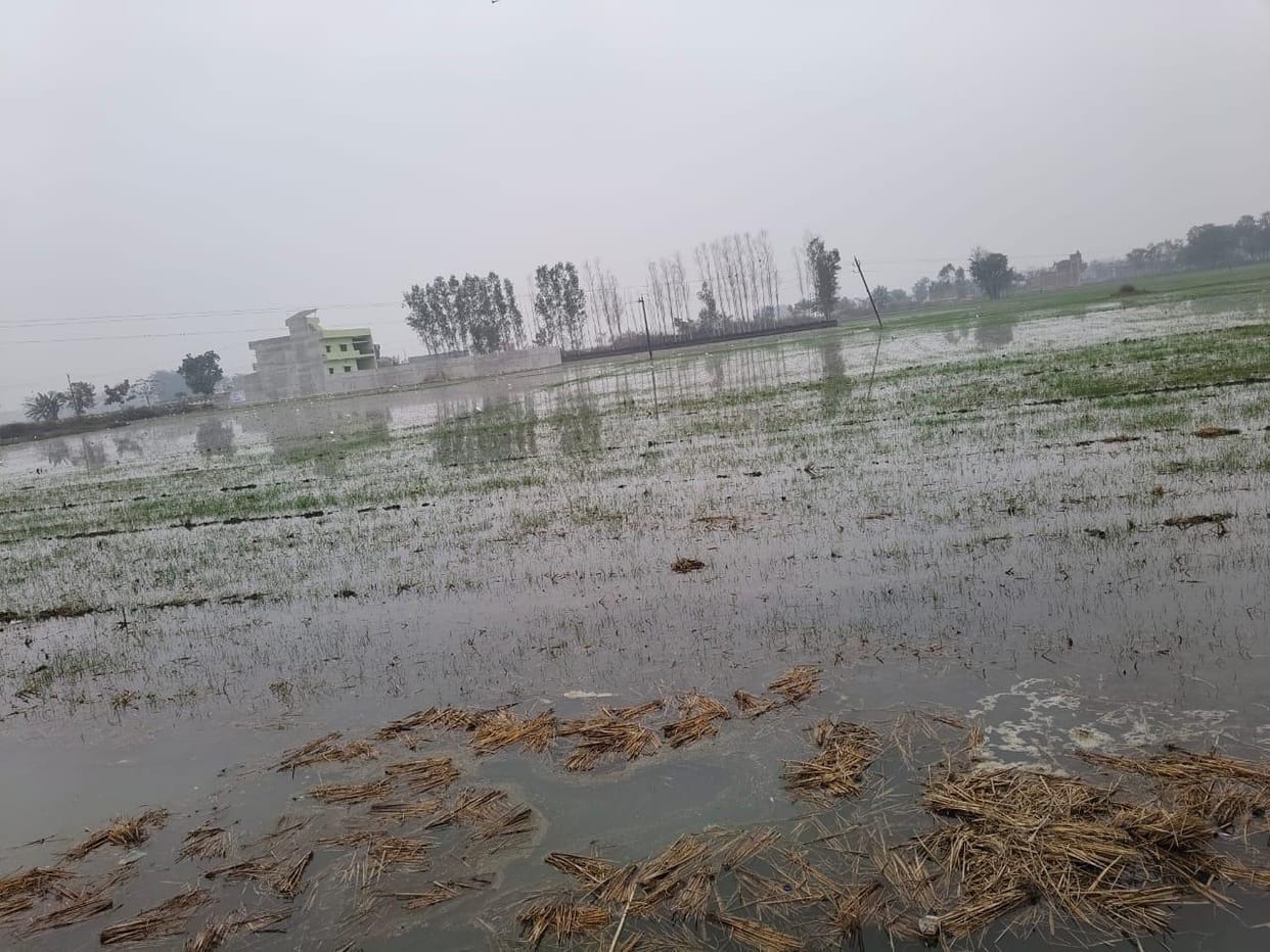 The canal dam broke, submerging several acres of crops.