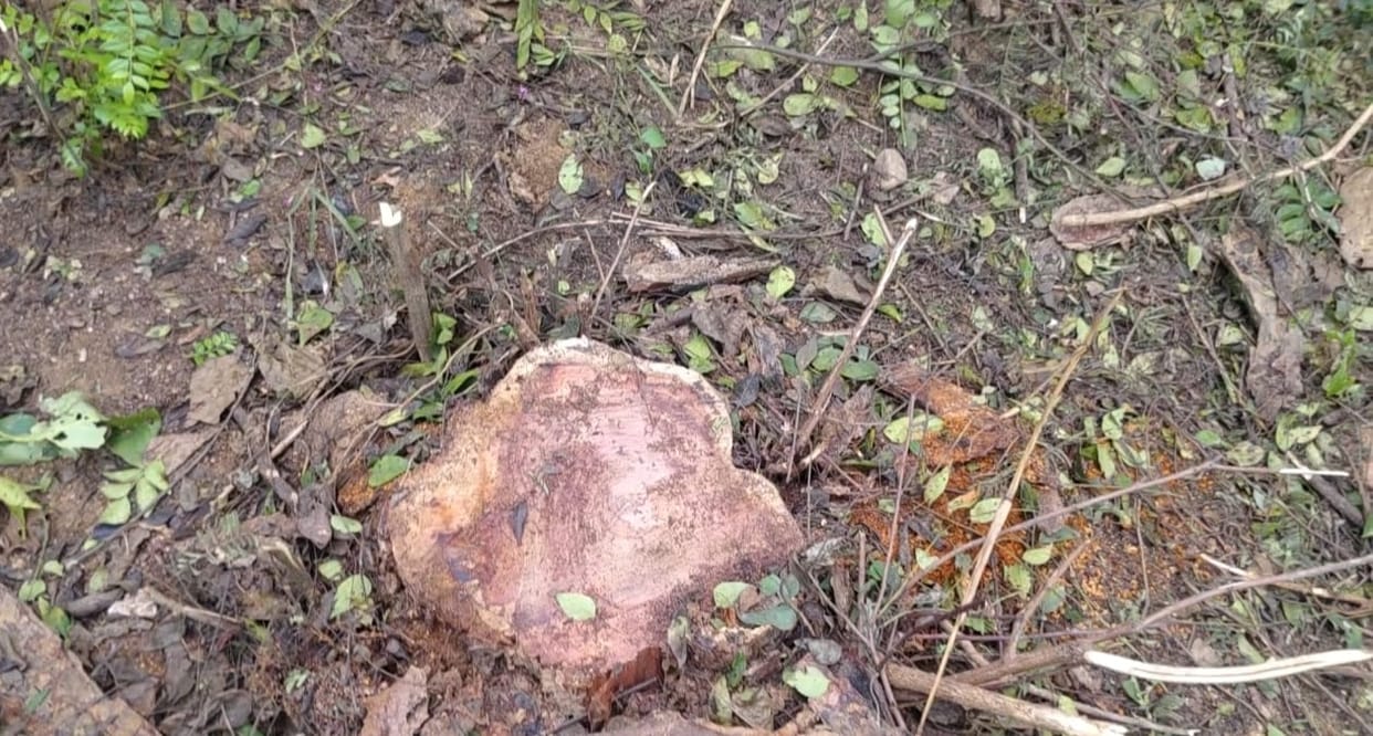 Two dozen Khair trees were sawed in the forests of Malout.