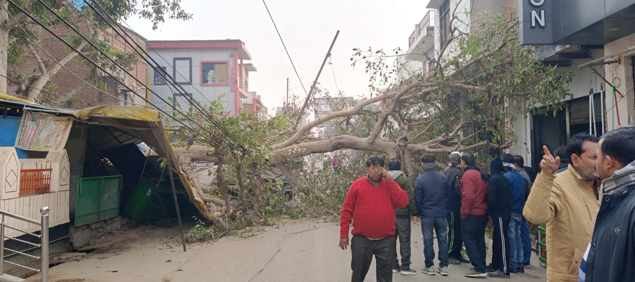 Tree falls on Nagar Palika road, scooter rider saved