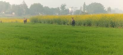 Accidents and damage to crops by Nilgai