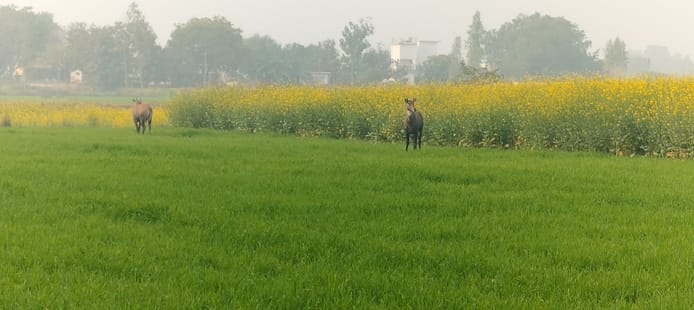 Stray animals are ruining the hard work of farmers, causing damage to their crops.