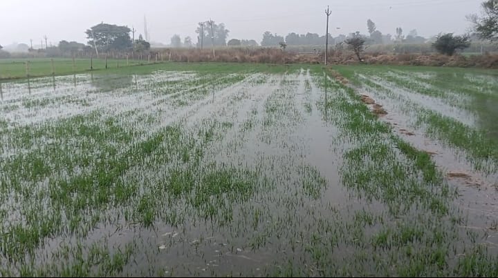 Farmers' crops submerged due to canal breach