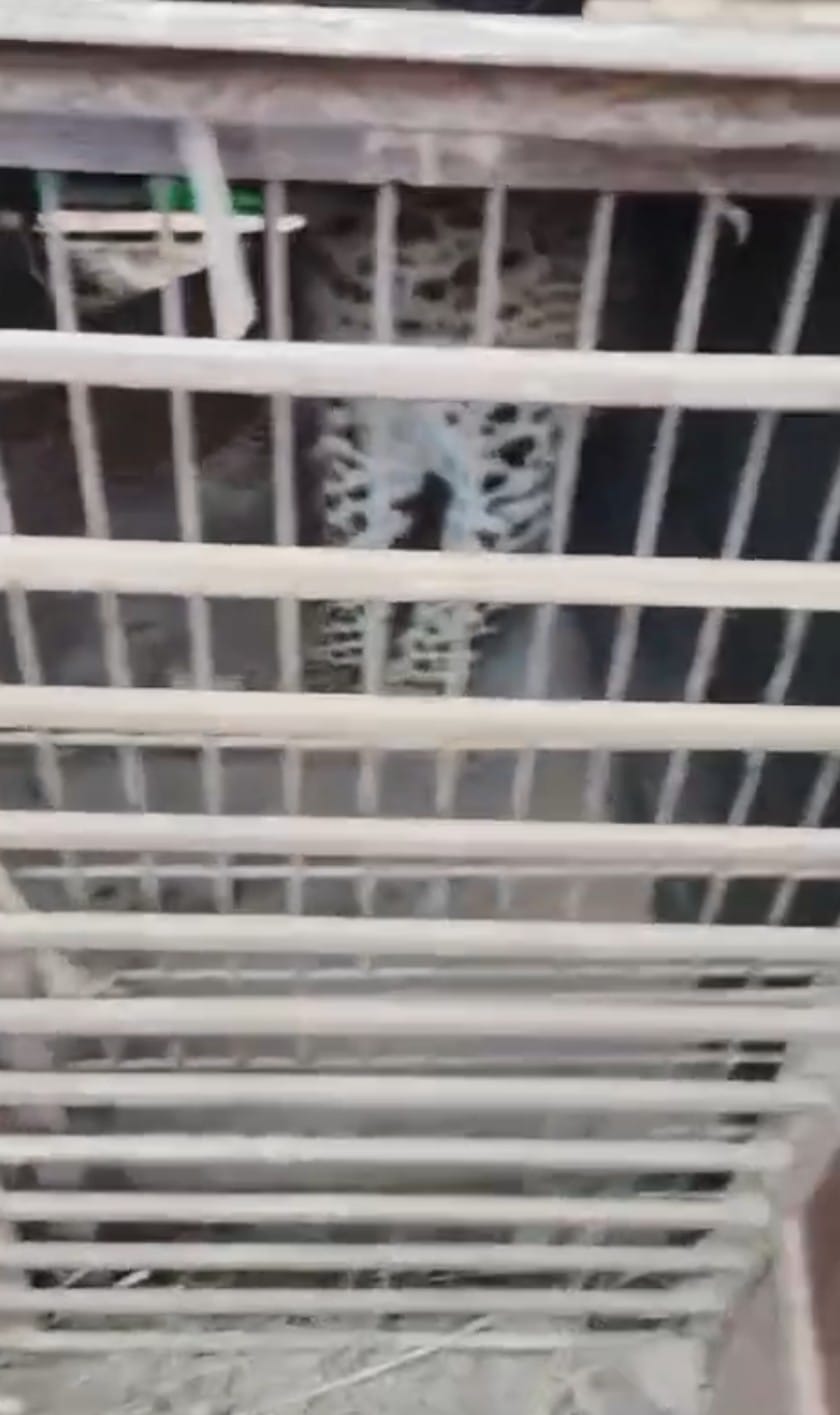 Leopard terror ends in Doon, caged after a month-long siege
