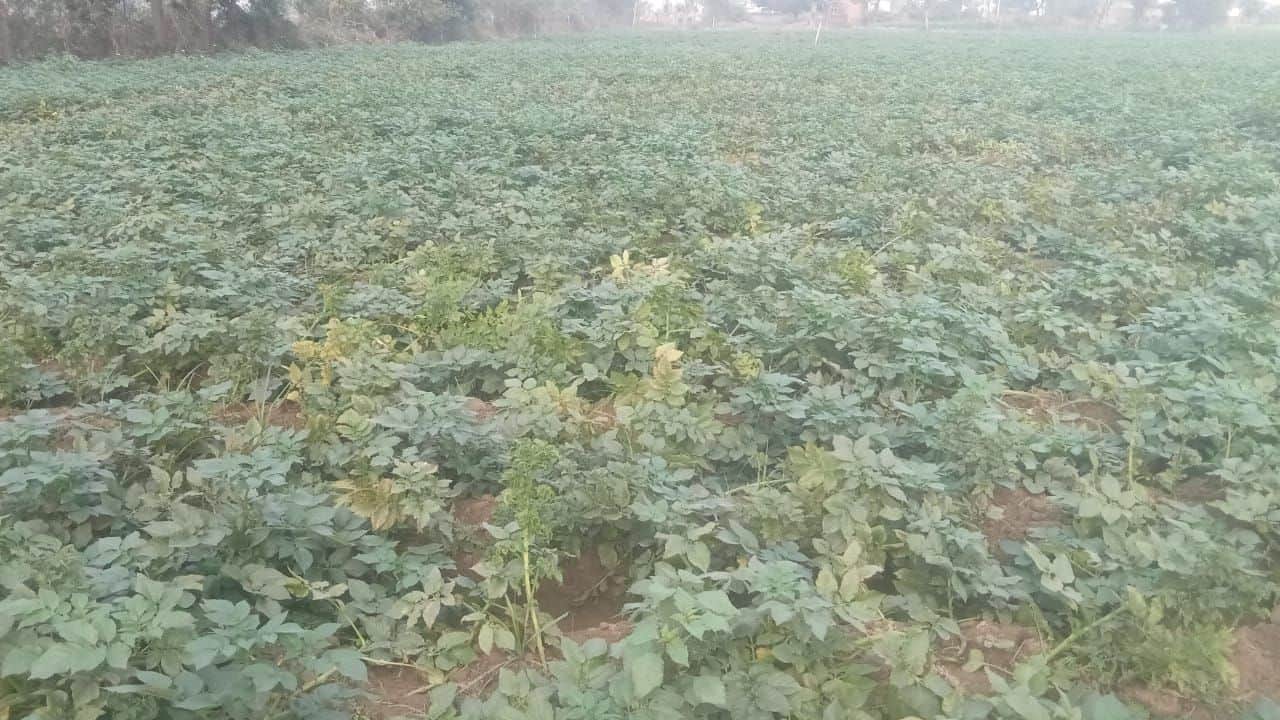 रोगग्रस्त होती तुषार की मारी आलू की फसल। संवाद