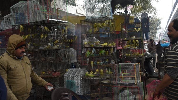 Nests are built in rooms, chirping reaches the market confined in cages.