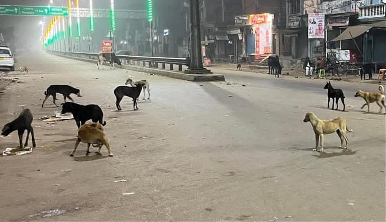 Panic due to increasing number of stray dogs in Rupaidiha