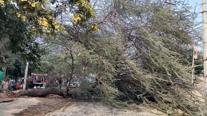 Negligence in repairing pipeline leakage led to the fall of a kikar tree