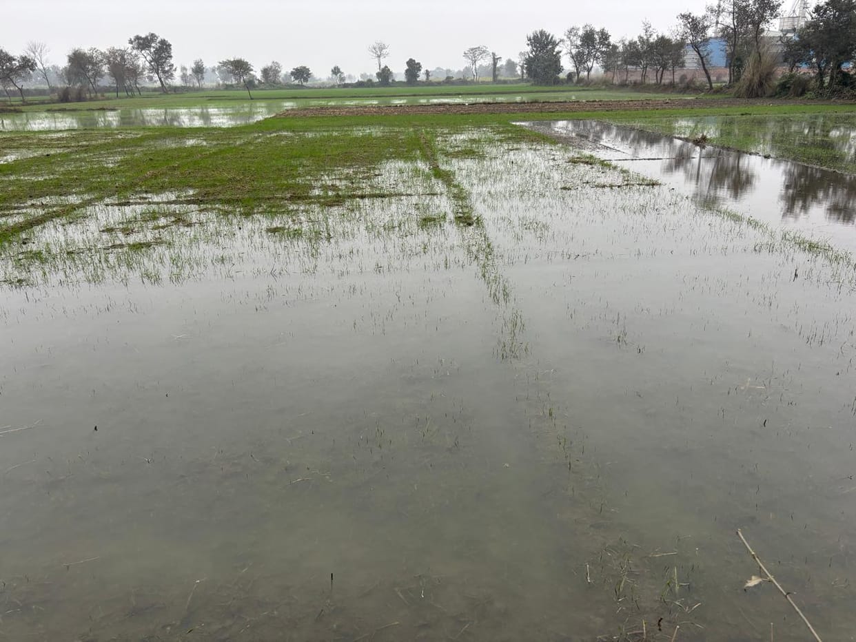 Baraipatti Minor track breaks, 10 acres of wheat crop submerged