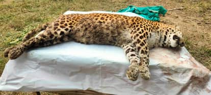 maihar Female leopard dies at Maihar Mukundpur White Tiger Safari, breathes her last at the age of 20
