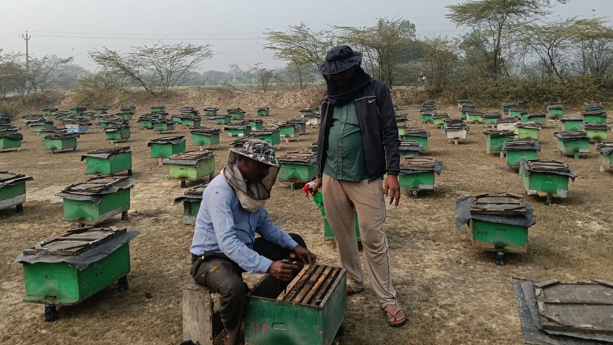 The sweetness of honey attracts self-employed individuals from Bihar to Barabanki
