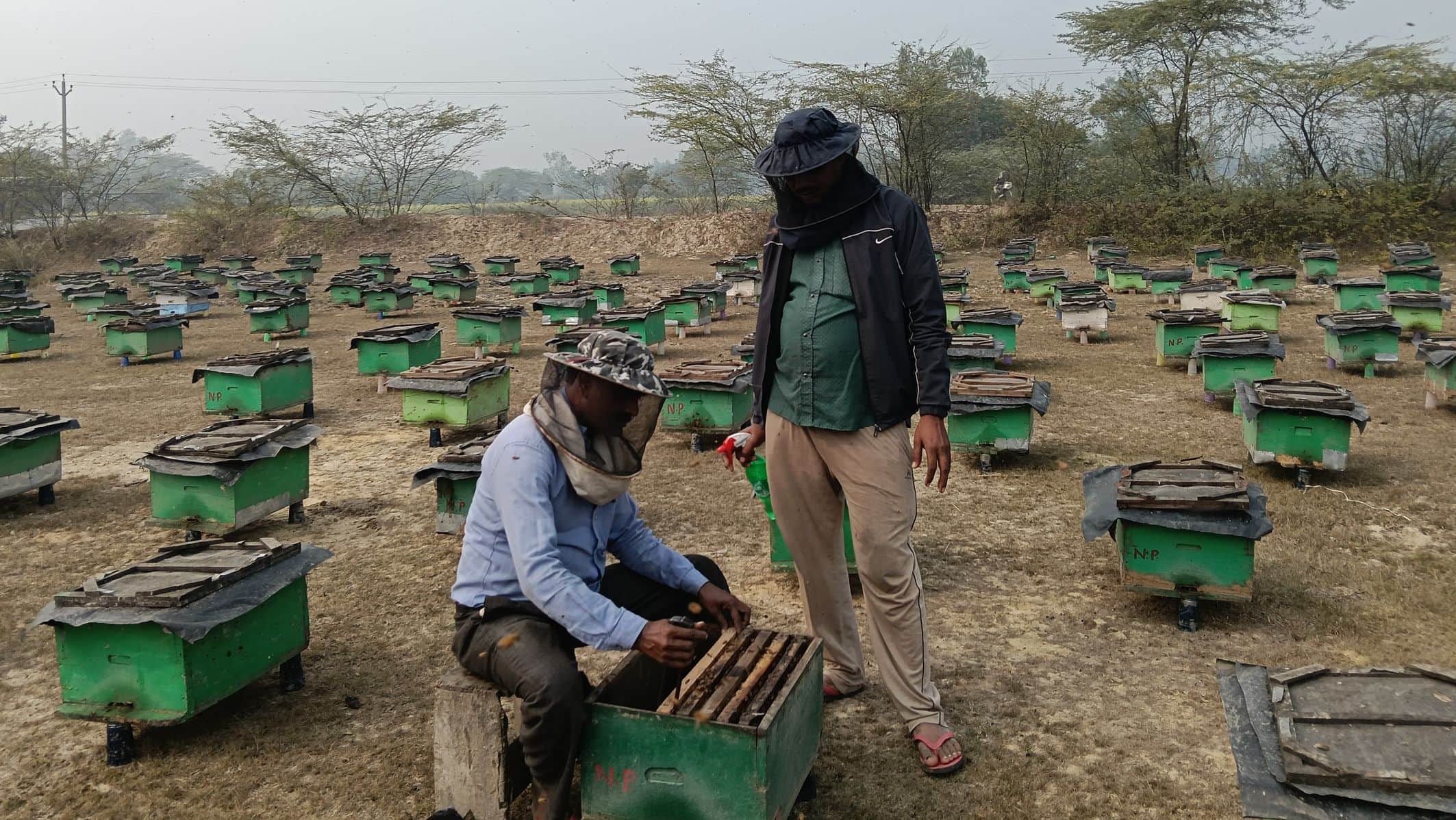 दरियाबाद के पतुलकी गांव में मधु मक्खियों की देख रेख करते दिनेश प्रसाद।