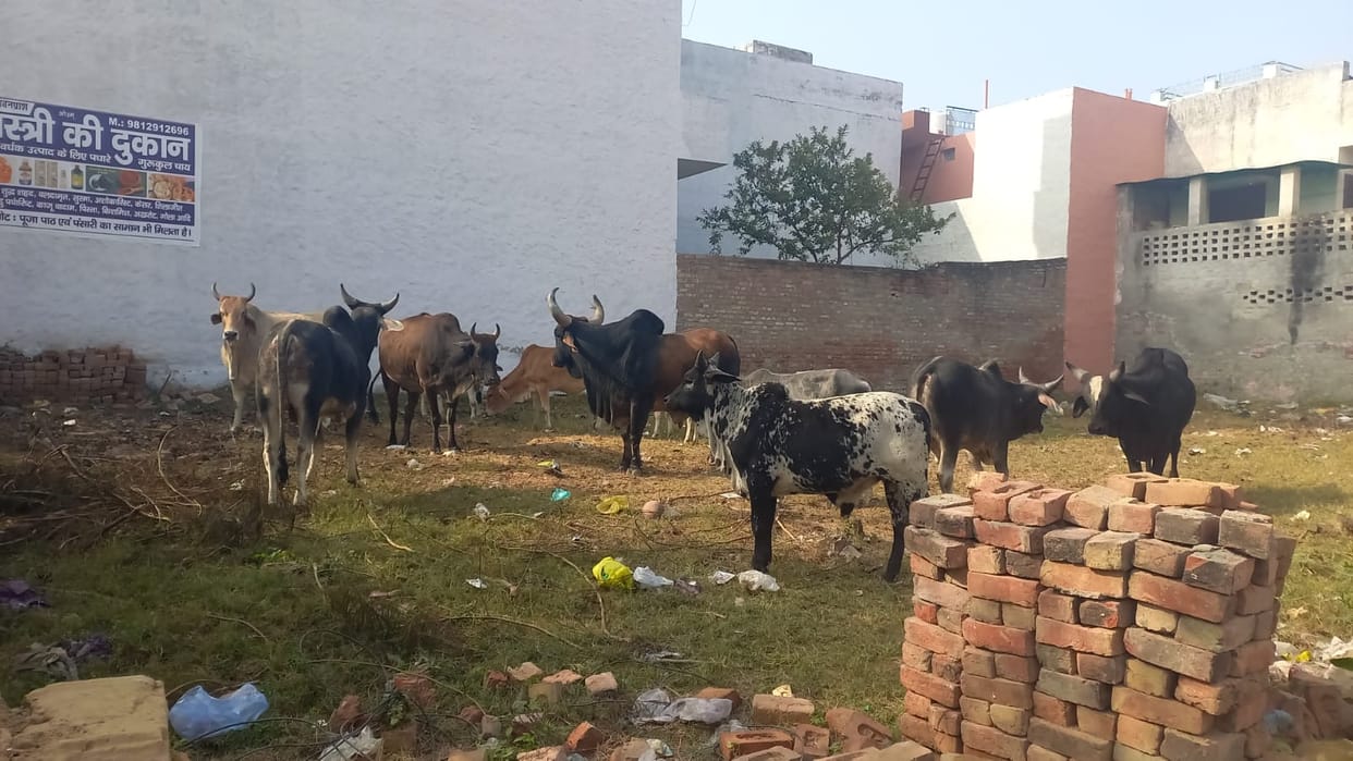 More than 150 bulls on the streets, shortage of space in cow shelters.