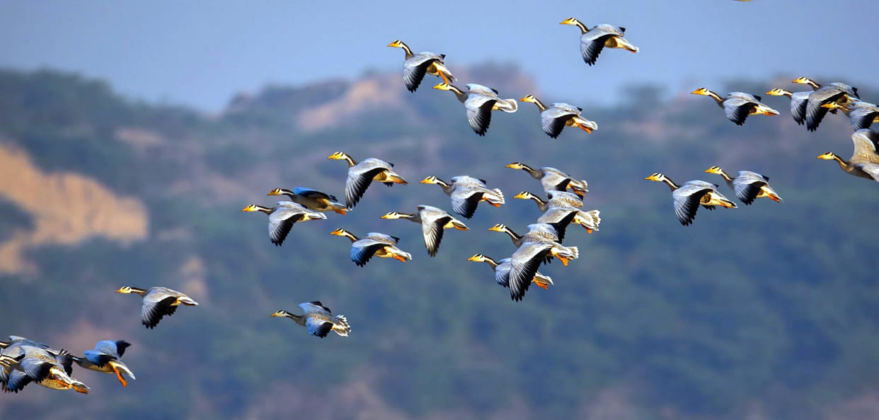 Birds, rivers, and gusts of wind, no borders can stop them...
