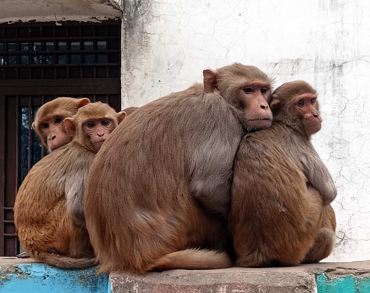 Forest department is alert in the cold...keeping an eye
