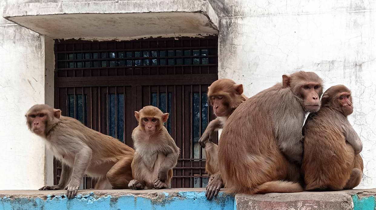 UP: Responsibility set, forest department assigned to catch monkeys across the state, with this many victims i