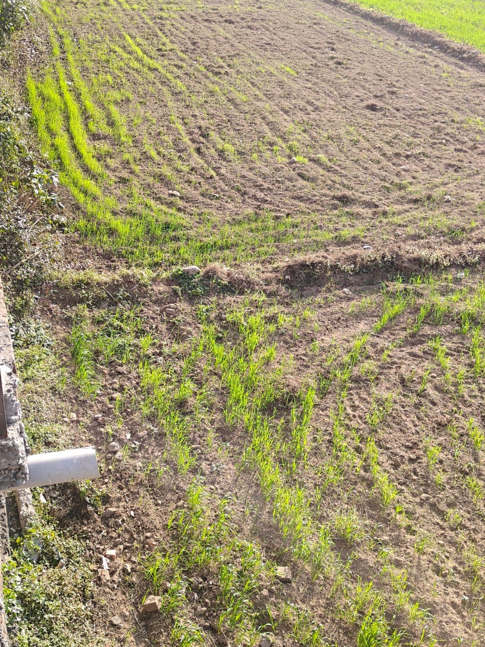 wheat crops yellow in puruwala