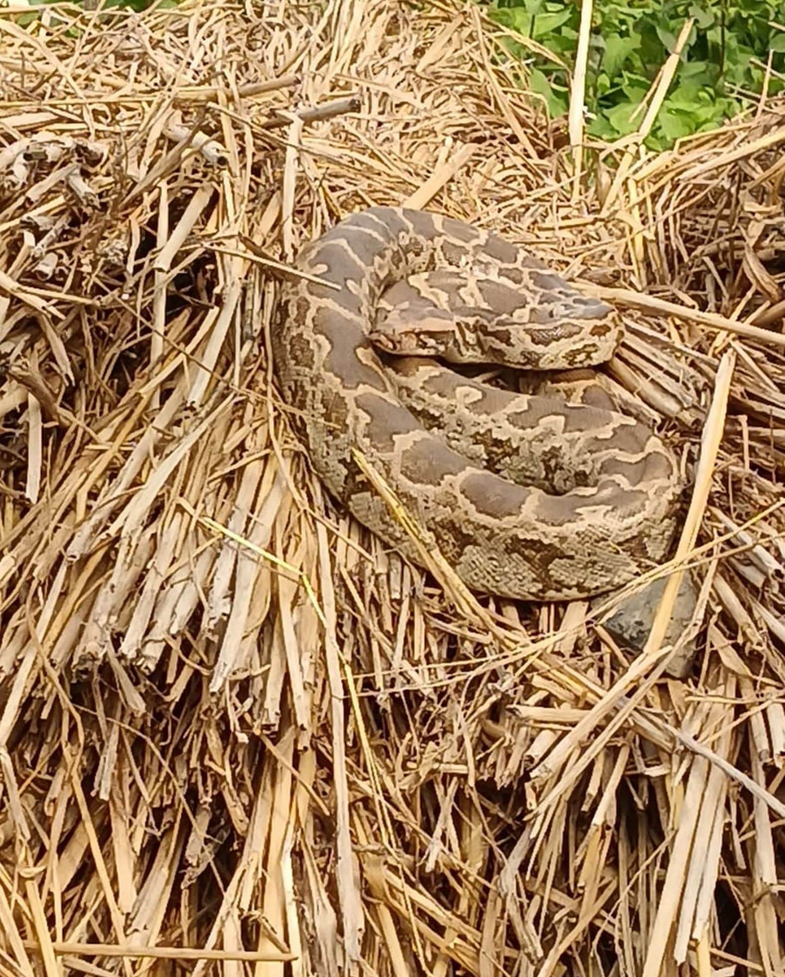 चौबेपुर गांव में धान की पराली पर बैठा अजगर।