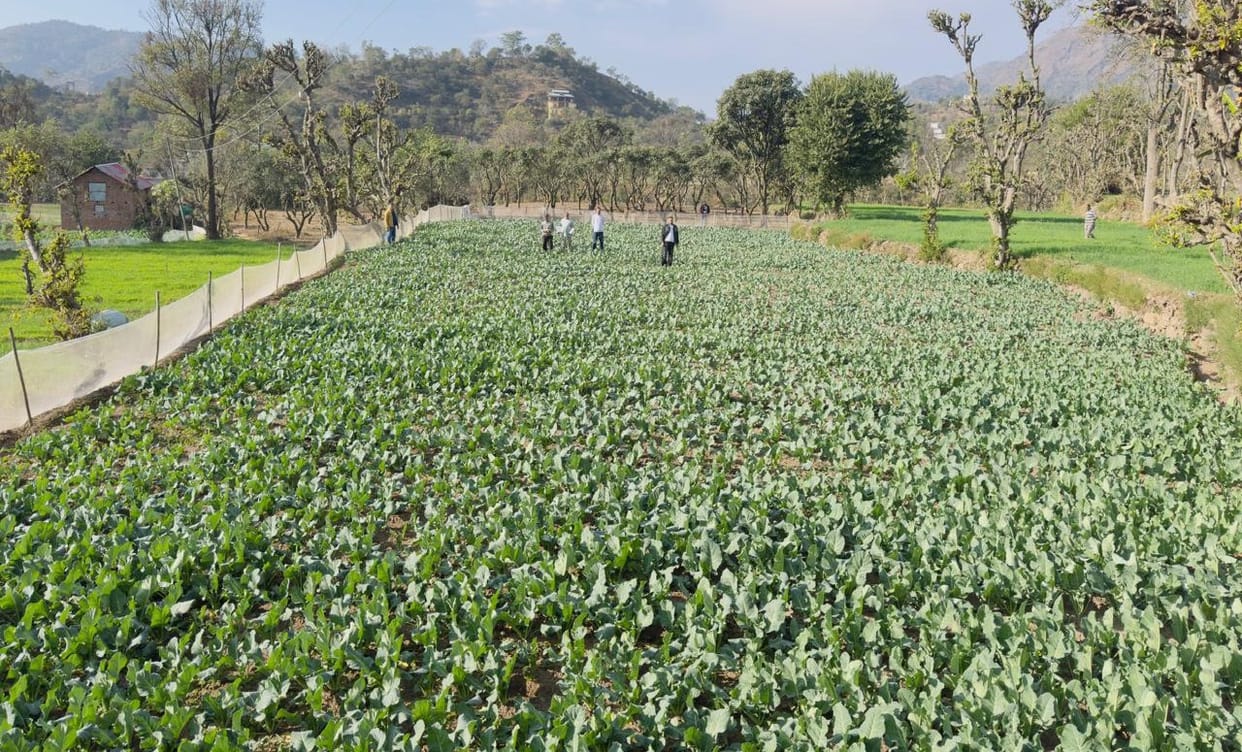 Production of cabbage seeds begins in Chhakoh village