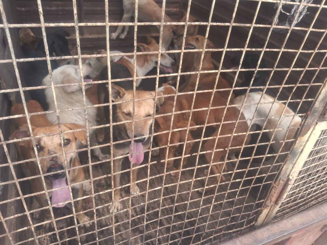 Stray dogs roaming in SN College ward, 13 caught