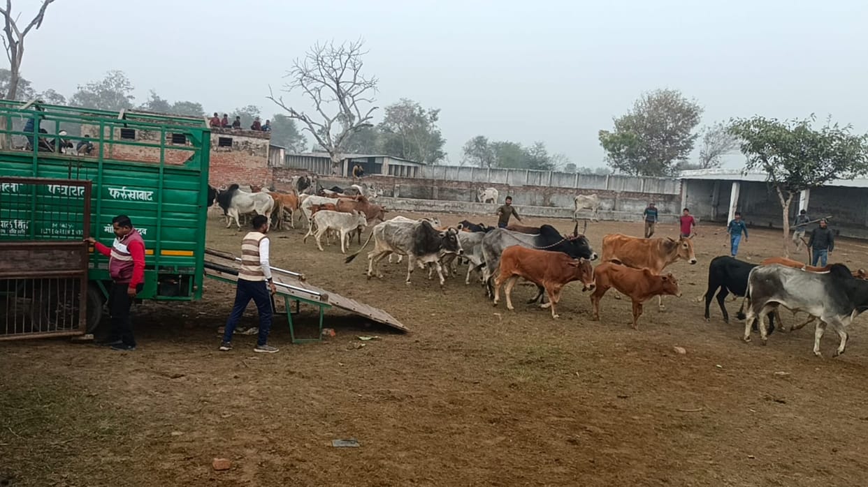 Cattle are destroying crops in the fields; farmers have caught 70 of them.
