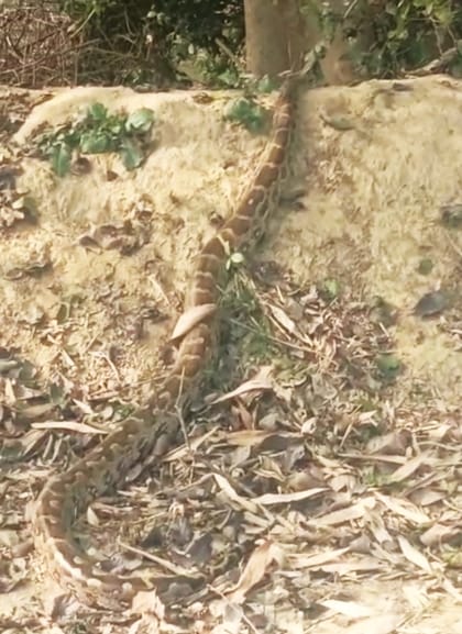 The python disappeared before forest officials could reach it.