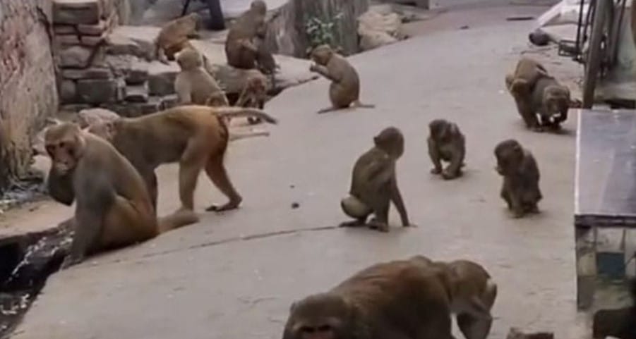 Monkey menace troubles residents of Sonipat and Gohana, administration's efforts fall short