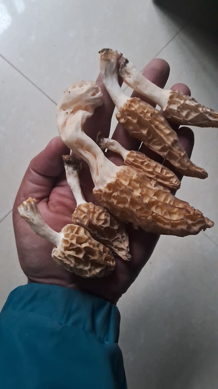 Initial report shows Gucchi found in the forests of Ghumarwin to be edible