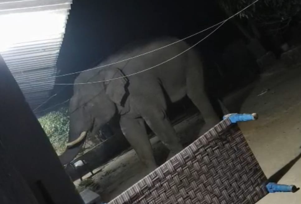Bahraich: A frenzied elephant trampled a priest to death, entered a hut, and caused a commotion; forest worker