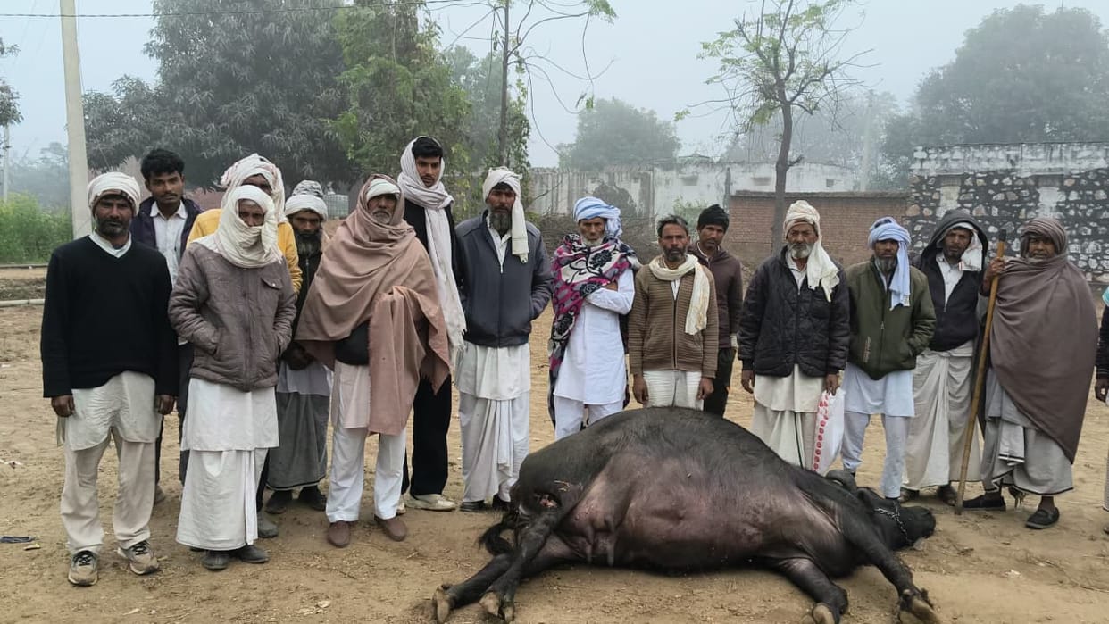 A broken electric wire fell, killing a buffalo and a goat, while children narrowly escaped.
