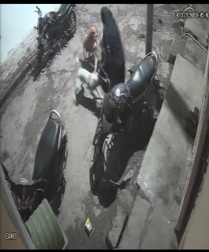 Stray dogs attacked a woman who had gone out to get medicine in Juhi.