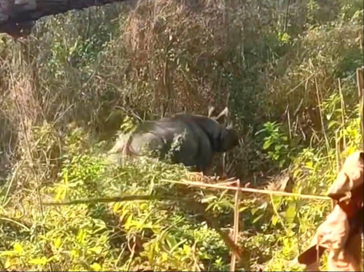 One horned rhinoceros seen in jungle safari