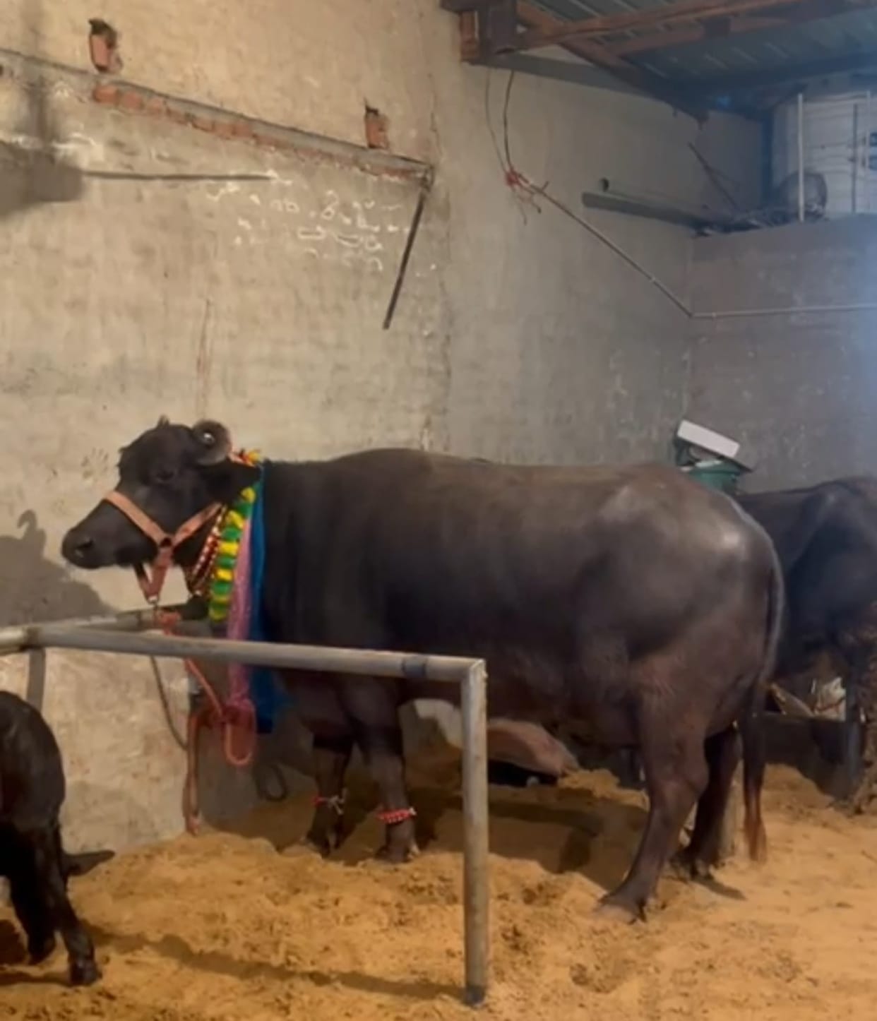 Another expensive buffalo becomes the center of attraction in Nangal Chaudhary