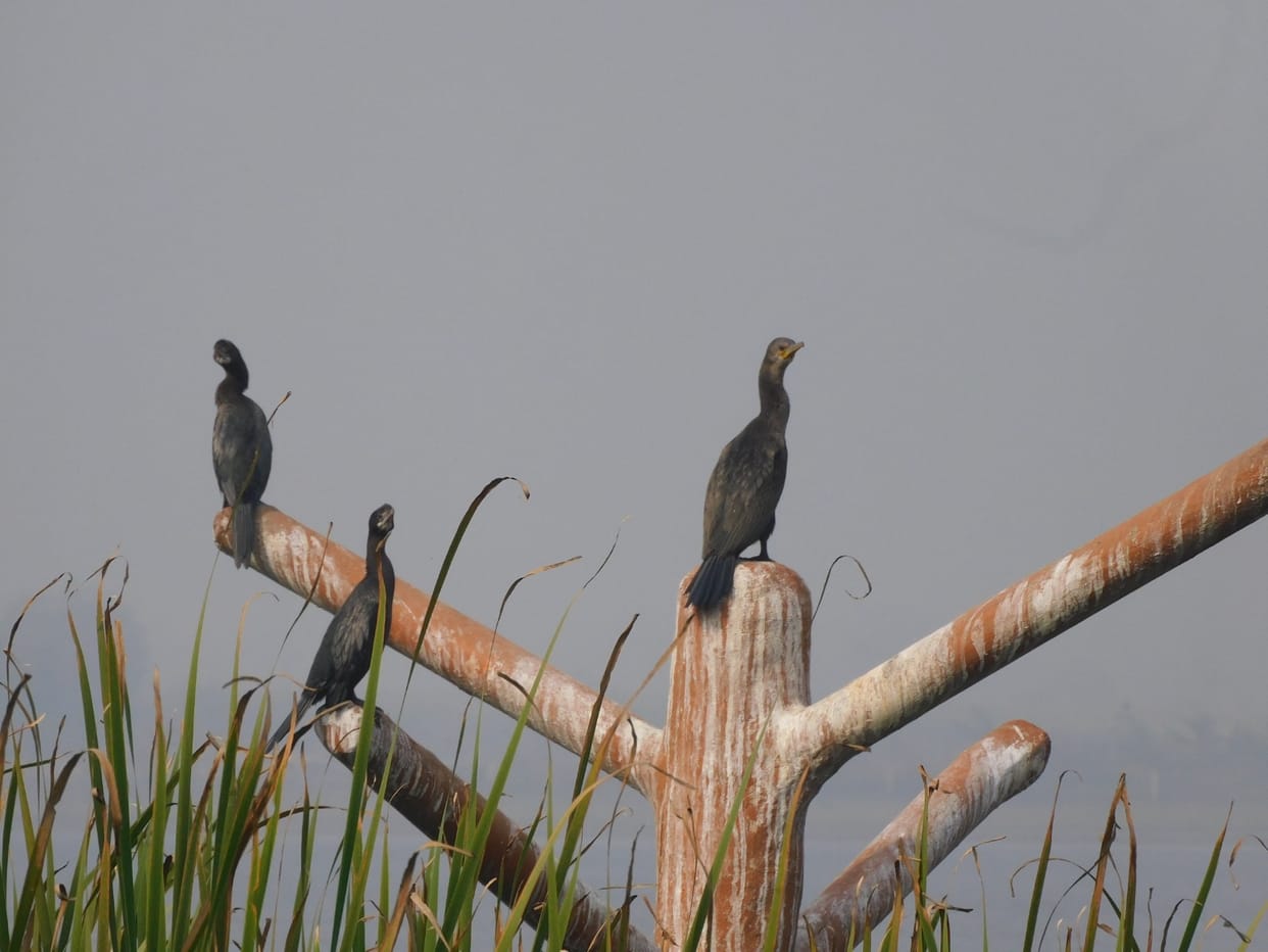 Parvati Arga Bird Sanctuary resonates with the chirping of exotic birds