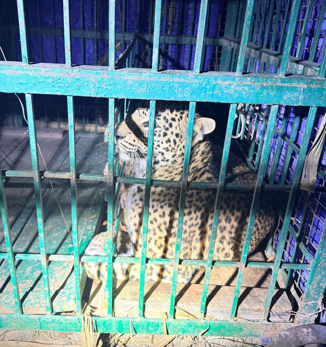 Leopard captured in cage in Sujauli village